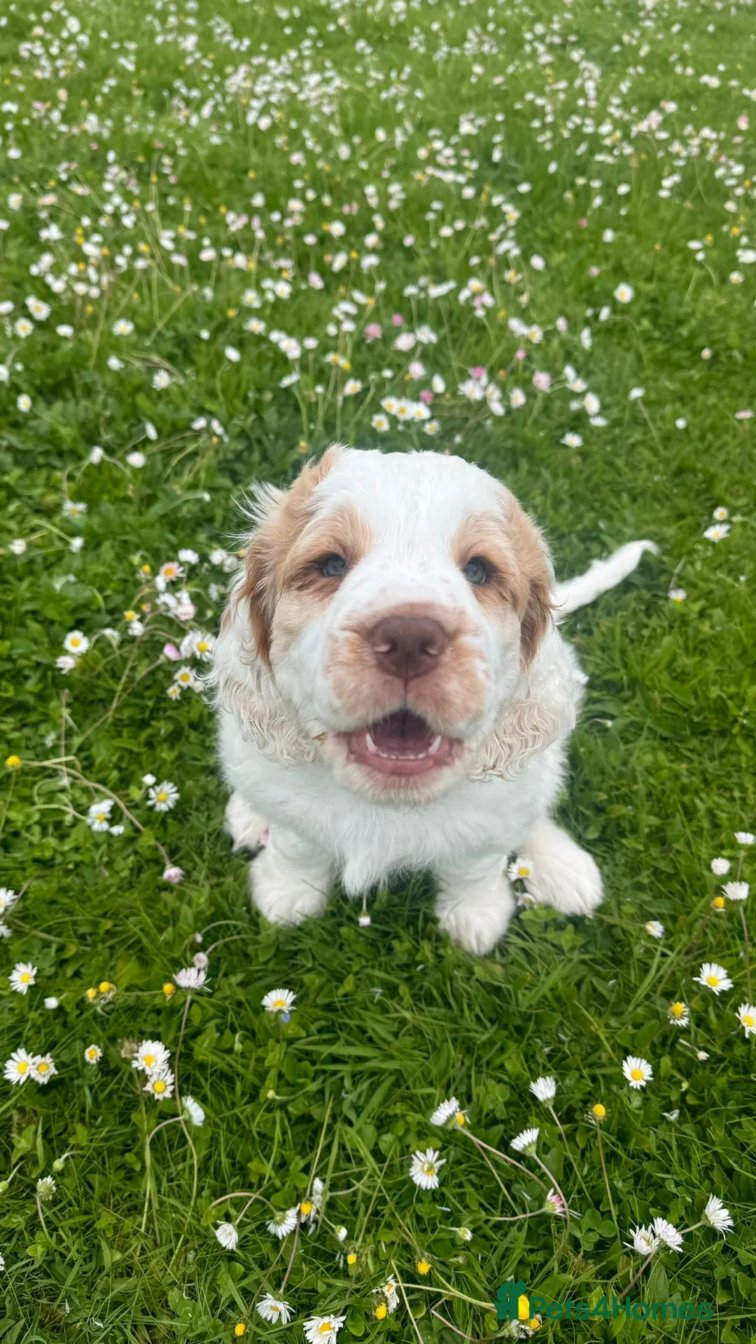 Clumber Spaniel dogs for sale: Dear little Clumber, female lemon and white - Advert 2