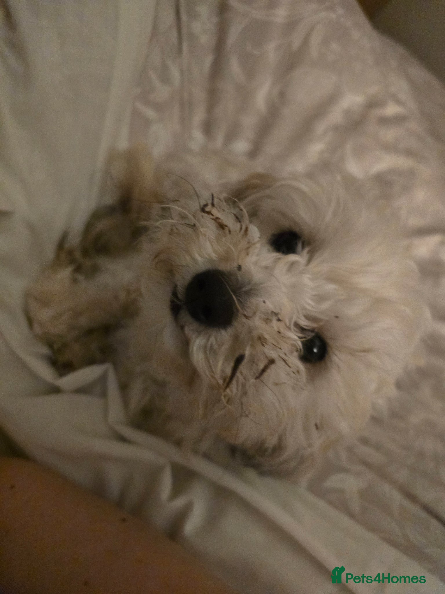 Maltipoo dogs for sale: Roxy  in Chester-le-Street - Advert 5