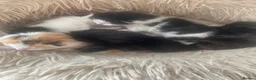 Mixed Breed cats for sale: 5 kittens for sale, mixed breed, mixed colours in Hengoed - Advert 3