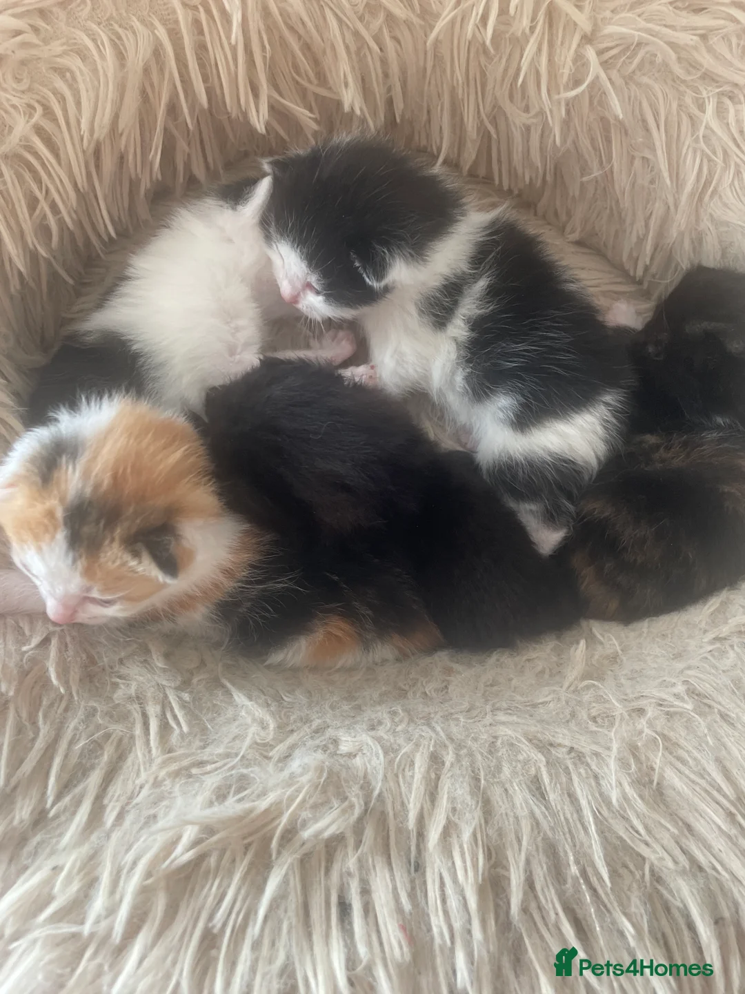 Mixed Breed cats for sale: 5 kittens for sale, mixed breed, mixed colours in Hengoed - Advert 3