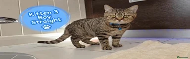 Kitten 3 boy Straight