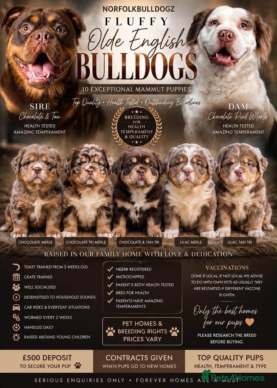 Olde English Bulldogge dogs OUTSTANDING FLUFFY OLDE ENGLISH BULLDOG PUPPIES - Advert 14