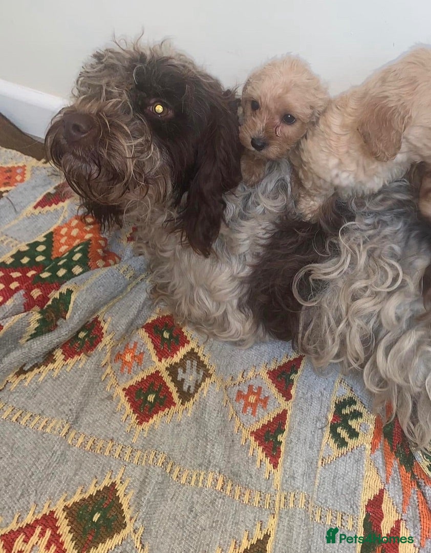Cockapoo dogs Cockapoo puppies  - Advert 2