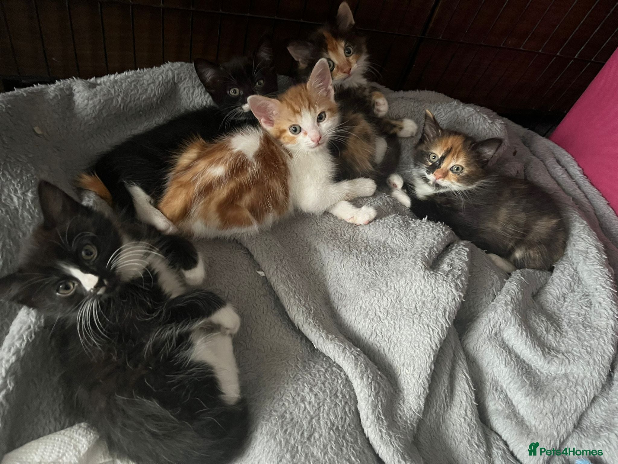 Domestic Shorthair cats 5 Gorgeous Kittens for Sale - Advert 1