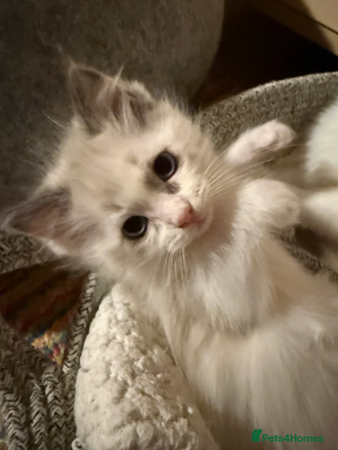 Ragdoll cats for sale: Female Ragdoll Kitten - Advert 3