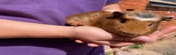 Guinea Pig rodents for sale: Beautiful baby guinea pigs  - Advert 1