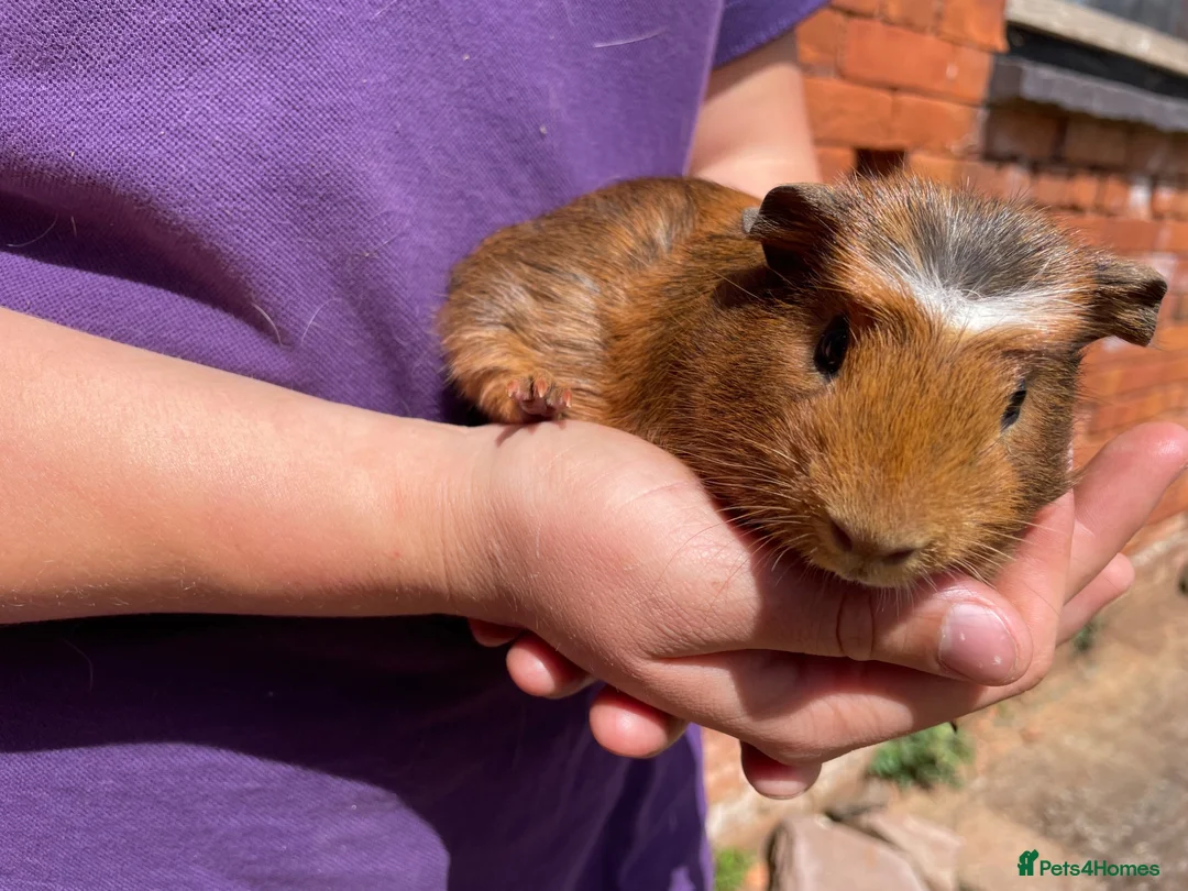 Guinea Pig rodents for sale: Beautiful baby guinea pigs  - Advert 1