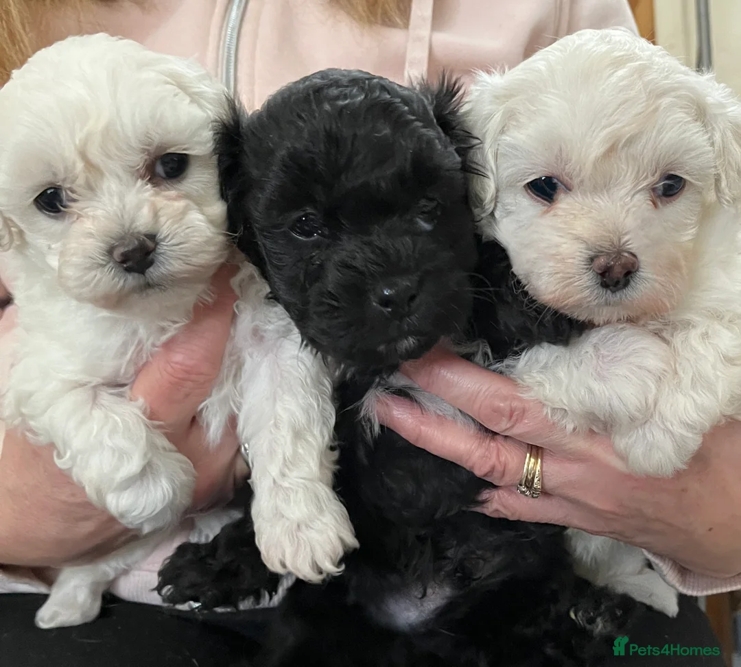 Maltipoo dogs for sale: 🐾Maltipoo Puppies🐾 in Abingdon - Advert 3