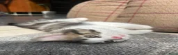Mixed Breed cats for sale: Friendly playful kittens - Advert 18