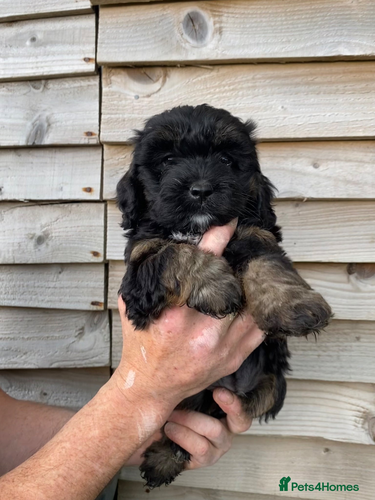 Cockapoo dogs F1 Cockapoo puppies  - Advert 6
