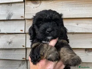 Cockapoo dogs F1 Cockapoo puppies - Advert 6