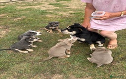 Mixed Breed dogs for sale: Bulldog x staff puppies  - Image 7