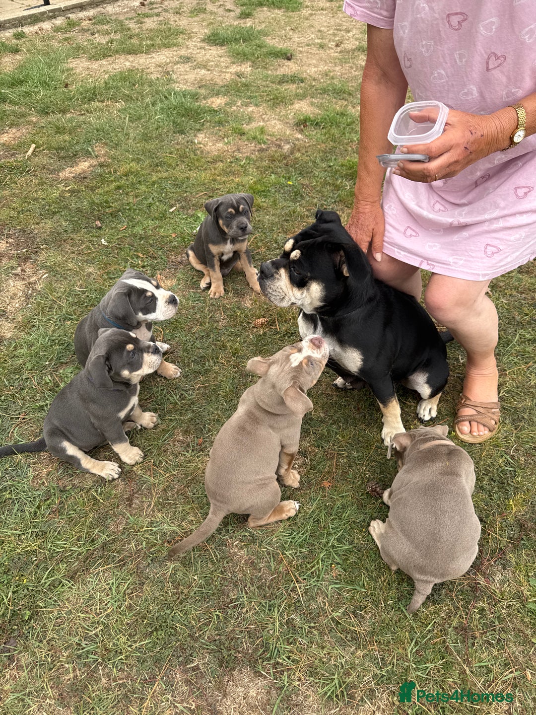 Mixed Breed dogs for sale: Bulldog x staff puppies  - Image 7