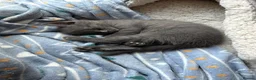 Domestic Shorthair cats for sale: Beautiful grey kittens available now - Advert 20