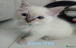 Ragdoll cats for sale: Ragdoll kittens  - Image 3