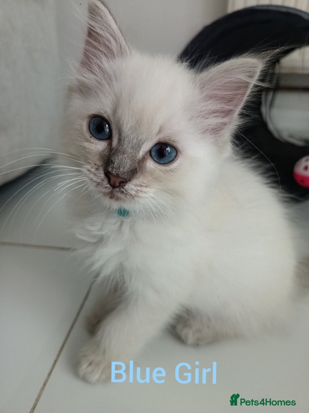Ragdoll cats for sale: Ragdoll kittens  - Image 3