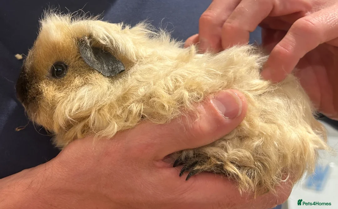 Guinea Pig rodents for sale: 🐹 3 Guinea Pigs – 1 Male Swiss + 2 F Americans in Totnes - Advert 4
