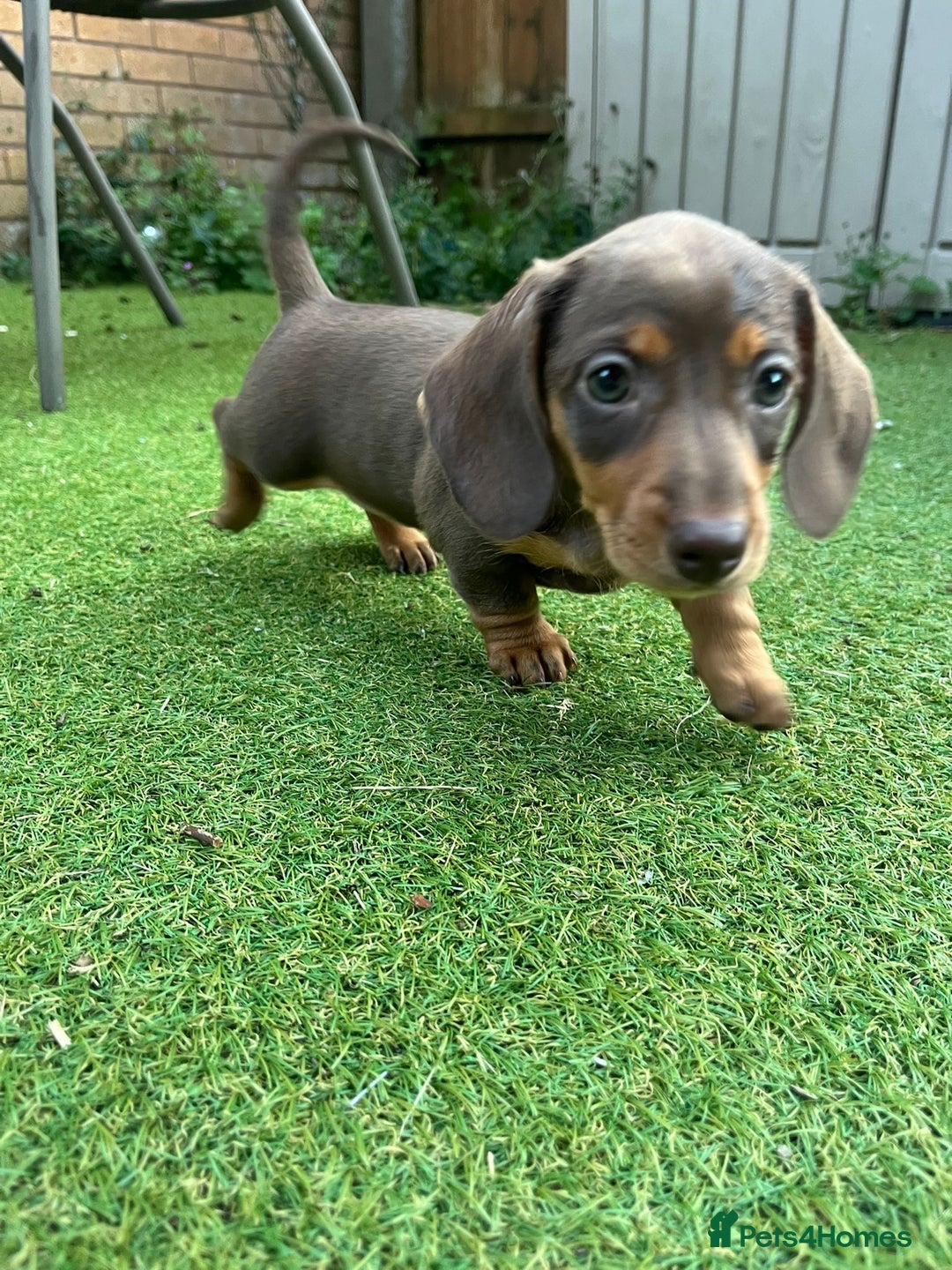 Miniature Dachshund dogs for sale: READY NOW Miniature Dachshund puppy 1 girl left in Caerphilly - Image 3