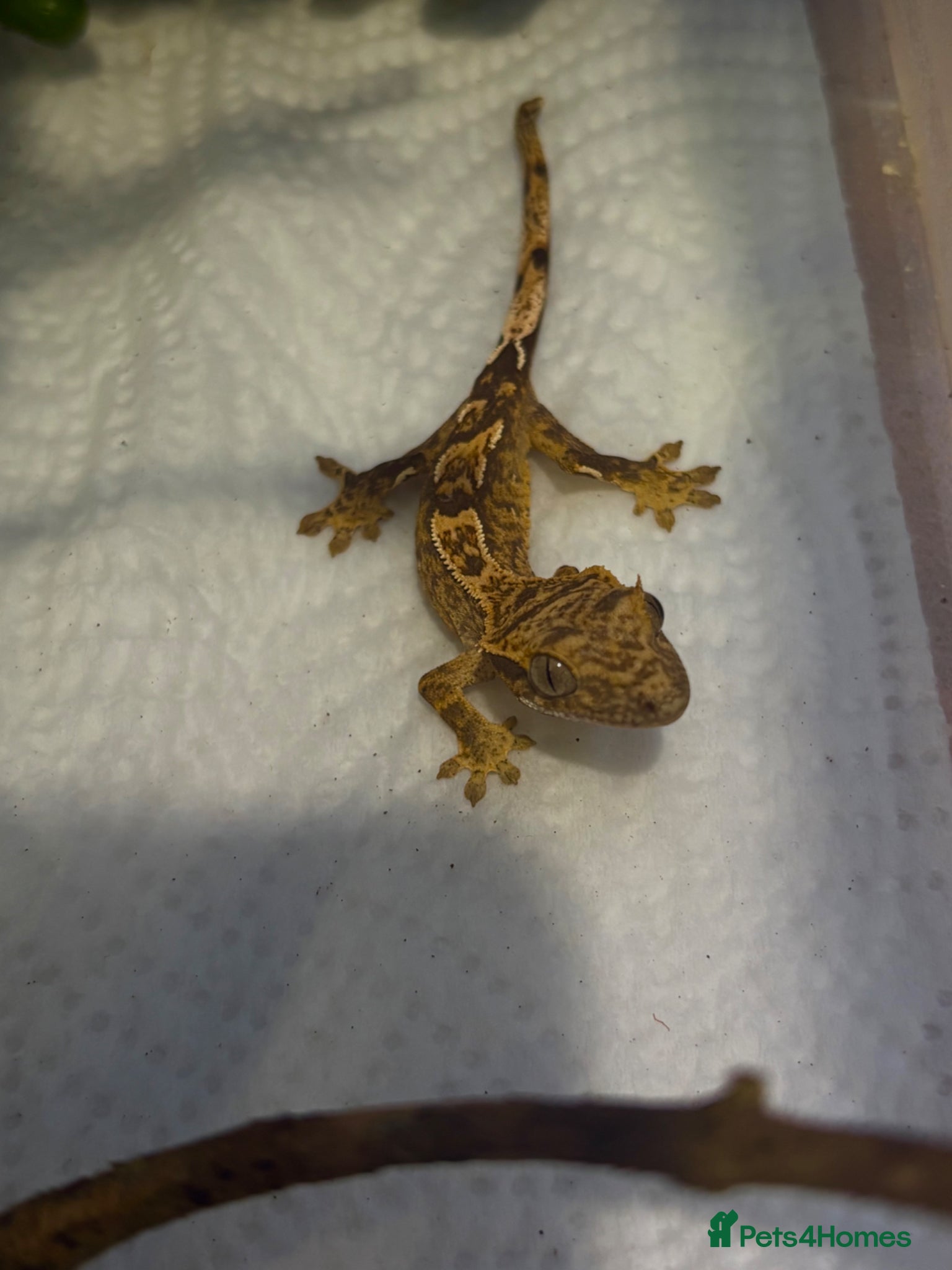 Gecko reptiles Crested geckos for sale🦎 - Advert 1