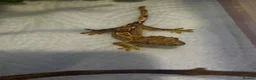 Gecko reptiles for sale: Crested geckos for sale🦎 - Advert 1