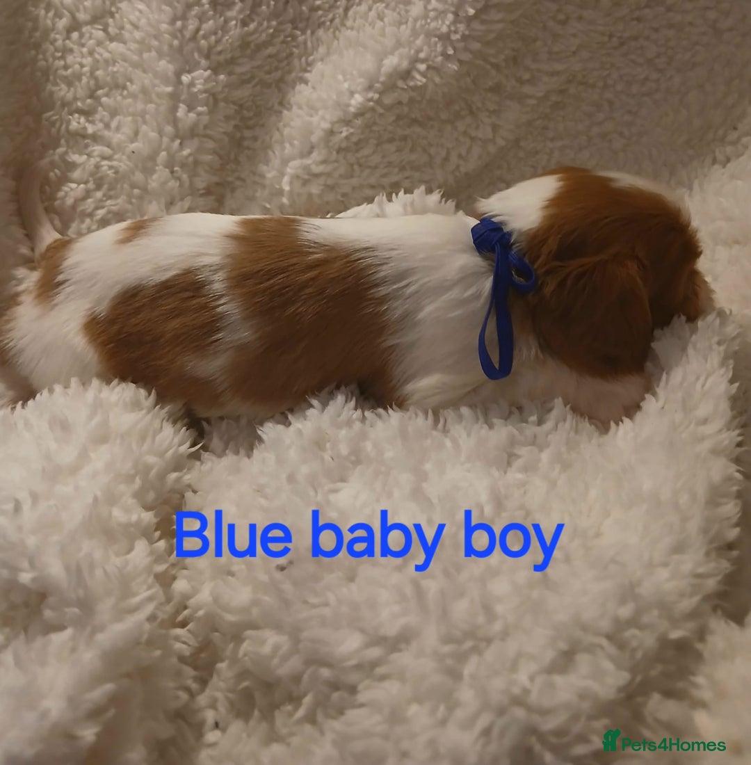 Cavalier King Charles Spaniel dogs for sale: Health tested Cavalier King Charles  - Image 17