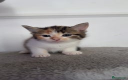 Mixed Breed cats for sale: FiveFemale Kittens Looking for Their ForeverHomes! - Advert 1
