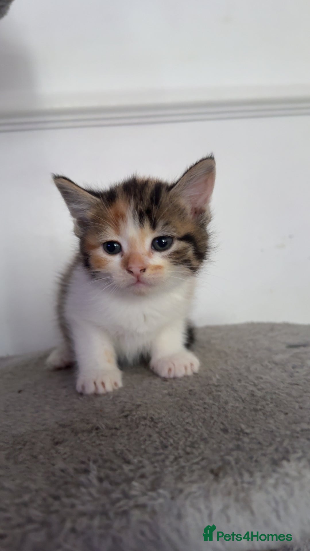Mixed Breed cats for sale: FiveFemale Kittens Looking for Their ForeverHomes! - Advert 1