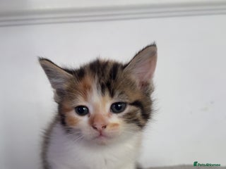 Mixed Breed cats FiveFemale Kittens Looking for Their ForeverHomes! - Advert 15