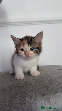 Mixed Breed cats FiveFemale Kittens Looking for Their ForeverHomes! - Advert 1