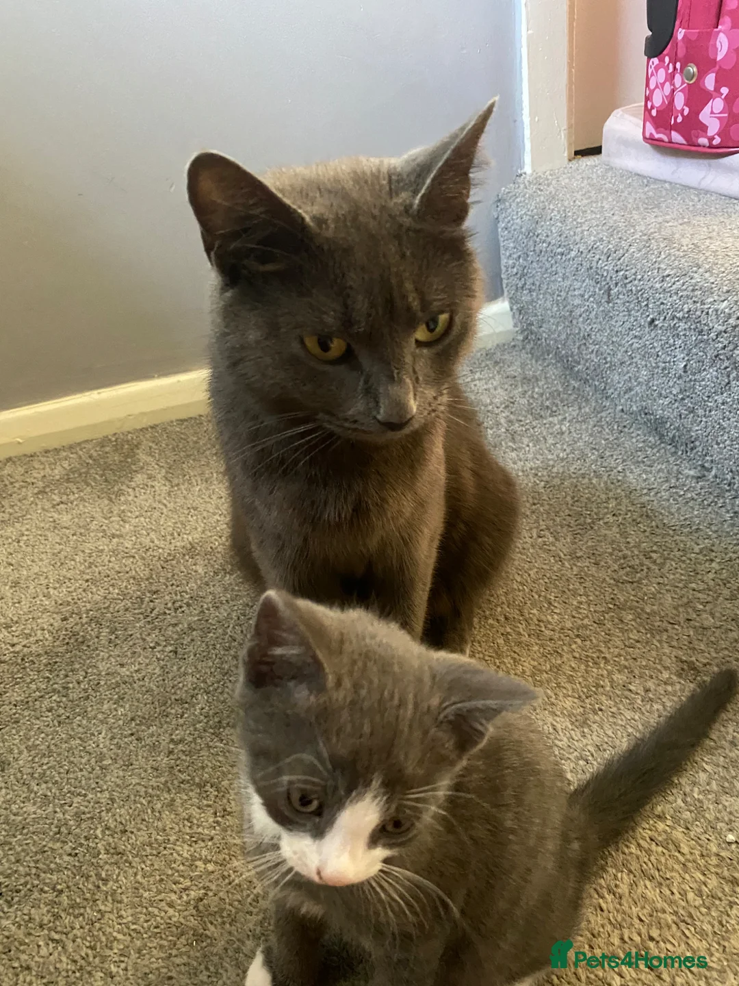 British Shorthair cats for sale: Two kittens left  in Amersham - Advert 1