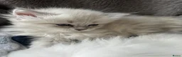Siberian cats for sale: Neva Masquerade kittens  - Advert 4