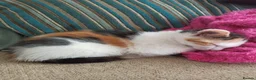 Mixed Breed cats for sale: 4 Beautiful fluffy kittens - Advert 20