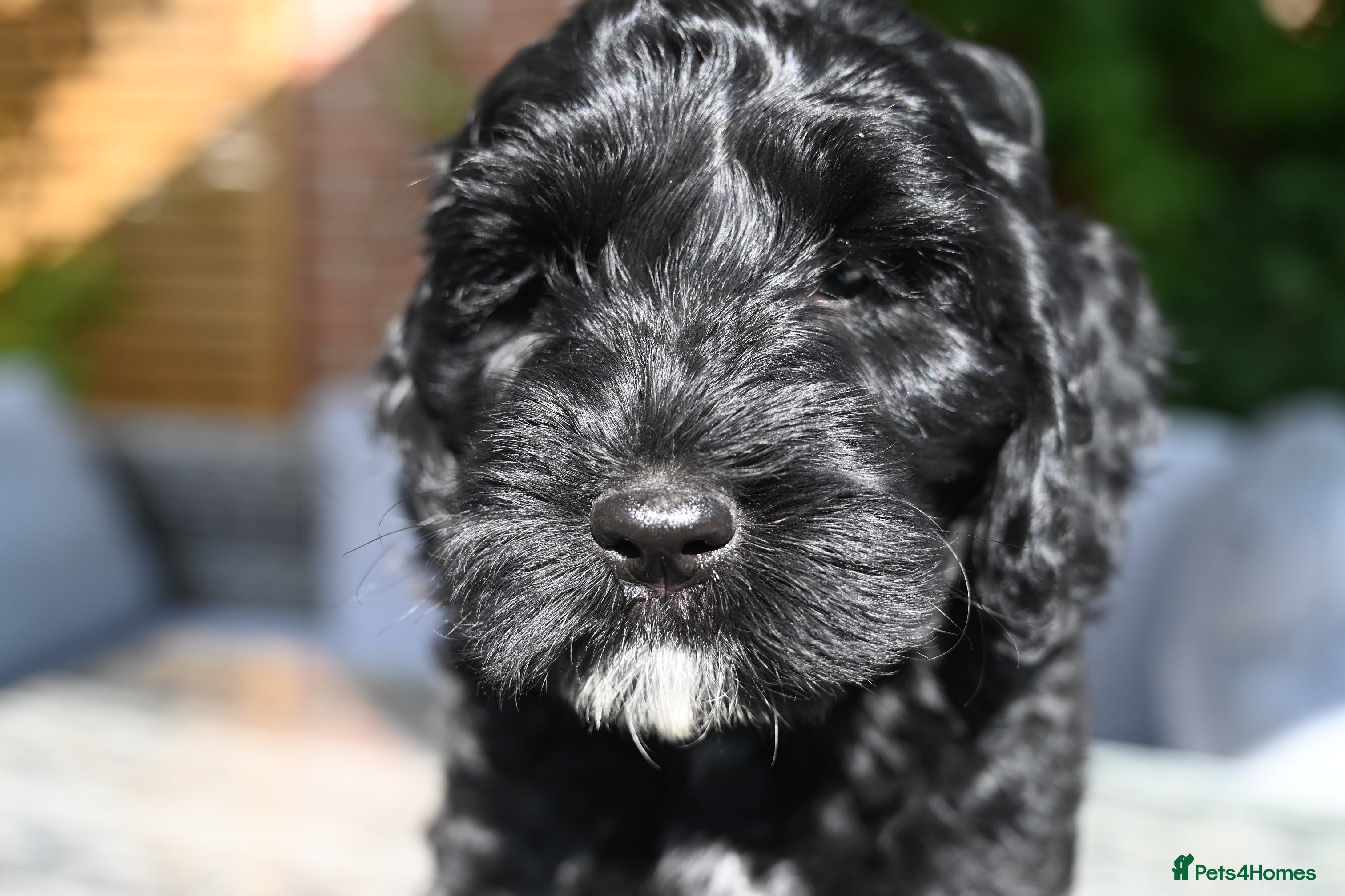 Cockapoo dogs 🌟 Vet-Checked F2 Cockapoo Girls – Ready 24 July🐾 - Advert 2