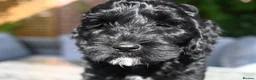 Cockapoo dogs for sale: 🌟 Vet-Checked F2 Cockapoo Girls – Ready 24 July🐾 - Advert 3