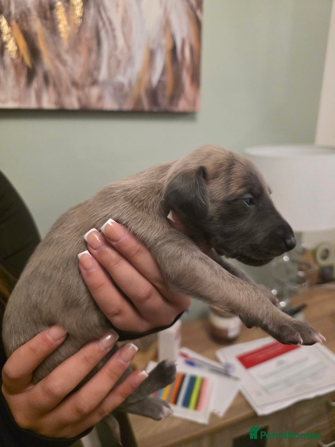 Whippet dogs for sale: Whippet pups for sale - Advert 14