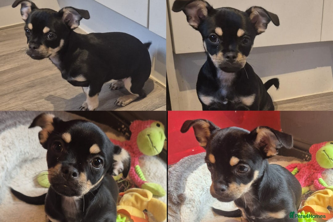 Chug dogs for sale: Chug female puppy - Advert 1