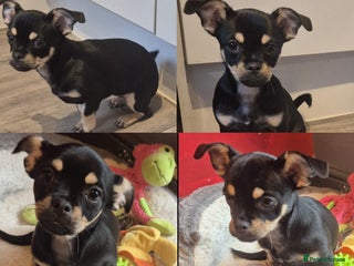 Chug dogs Chug female puppy - Advert 6