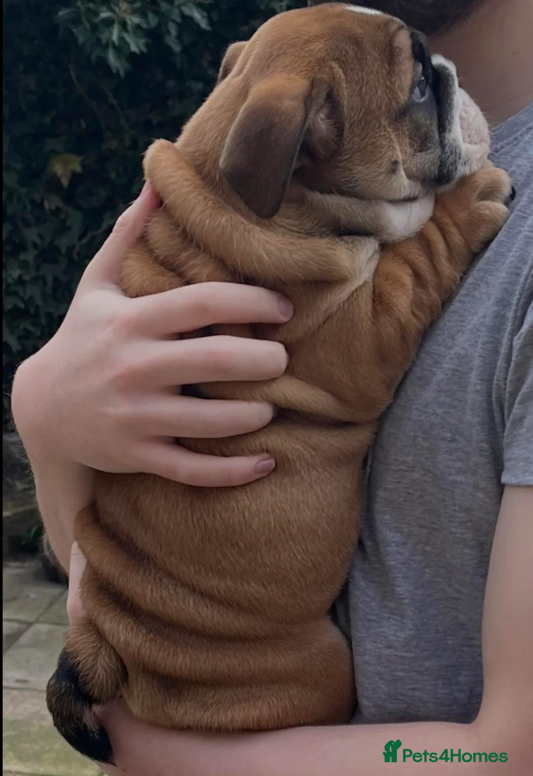 English Bulldog dogs for sale: English Bulldog KC reg - Advert 2