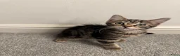 Mixed Breed cats for sale: Male and Female Kittens ready for Forever home  in Shipley - Advert 7
