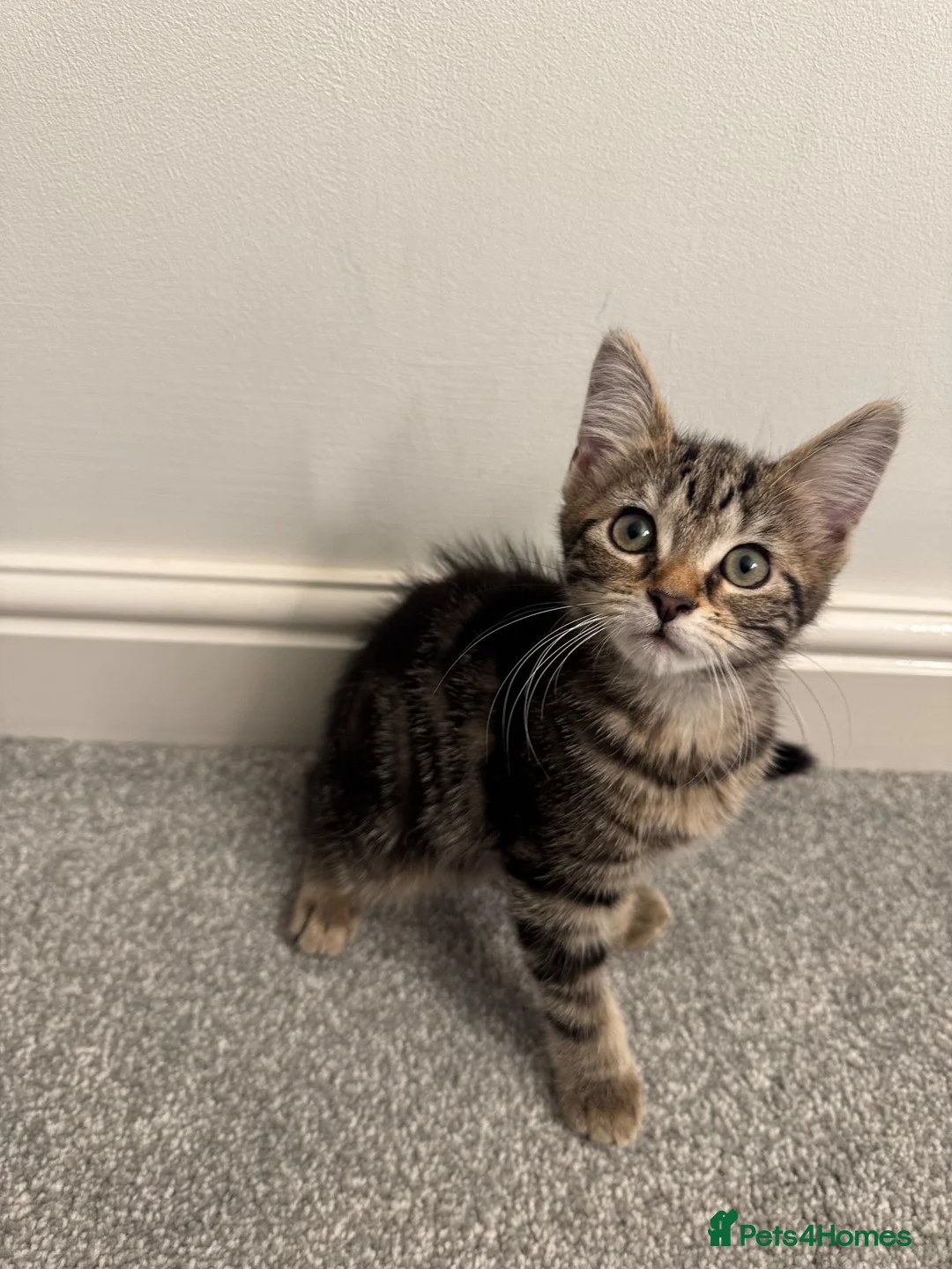 Mixed Breed cats for sale: Male and Female Kittens ready for Forever home  in Shipley - Advert 7