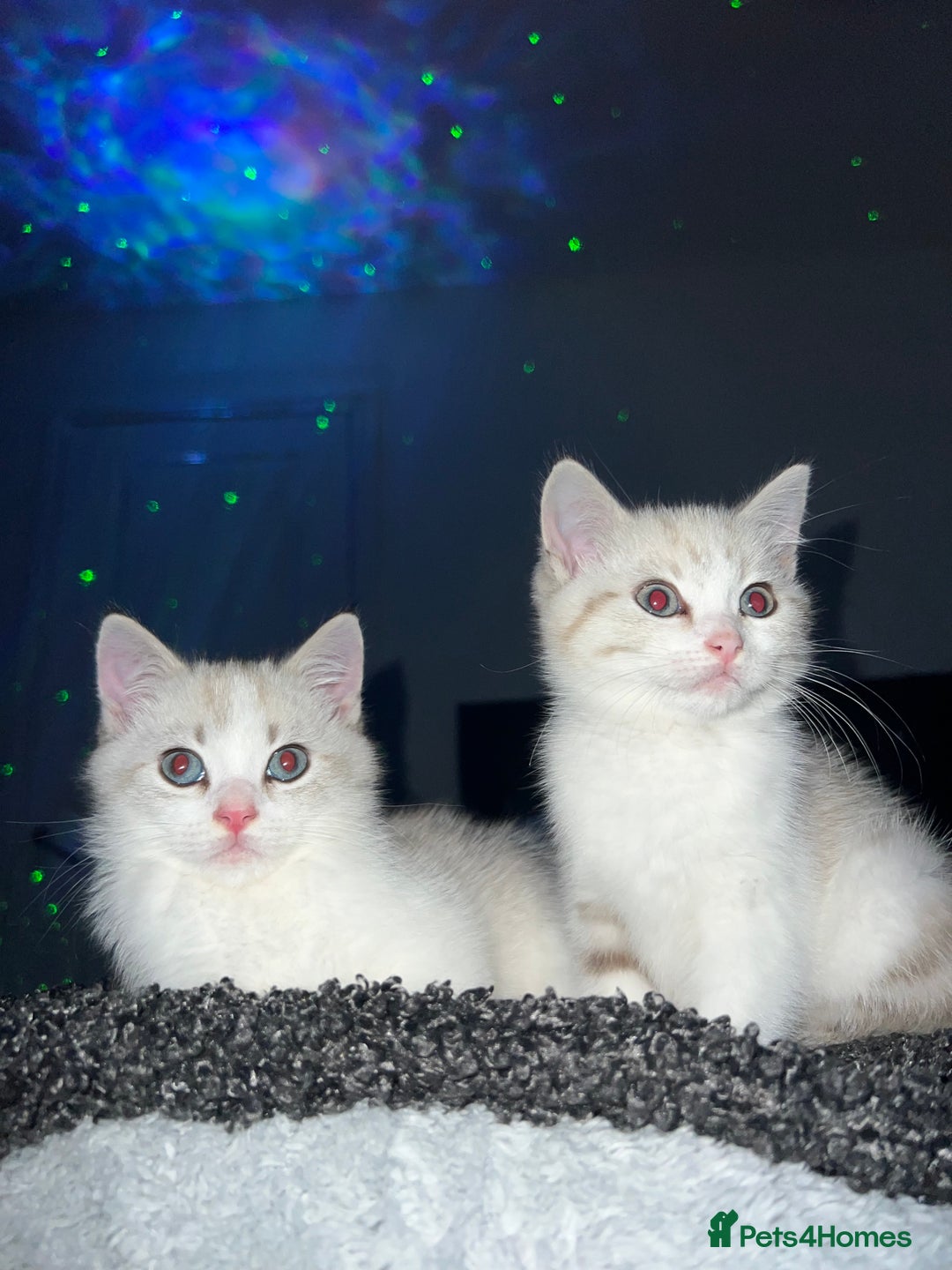 British Shorthair cats for sale: British  - Image 4