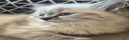 Ragdoll cats for sale: Stunning Pure Ragdoll kittens  - Advert 5