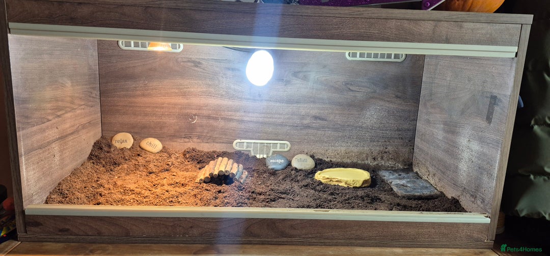 Hermann Tortoise reptiles for sale: Beautiful Hermann tortoise for sale  - Image 4