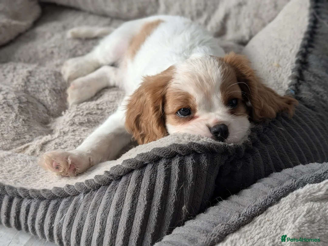Cavalier King Charles Spaniel dogs for stud:  HEALTH TESTED kc cavalier king charles for stud  in Bedford - Advert 21