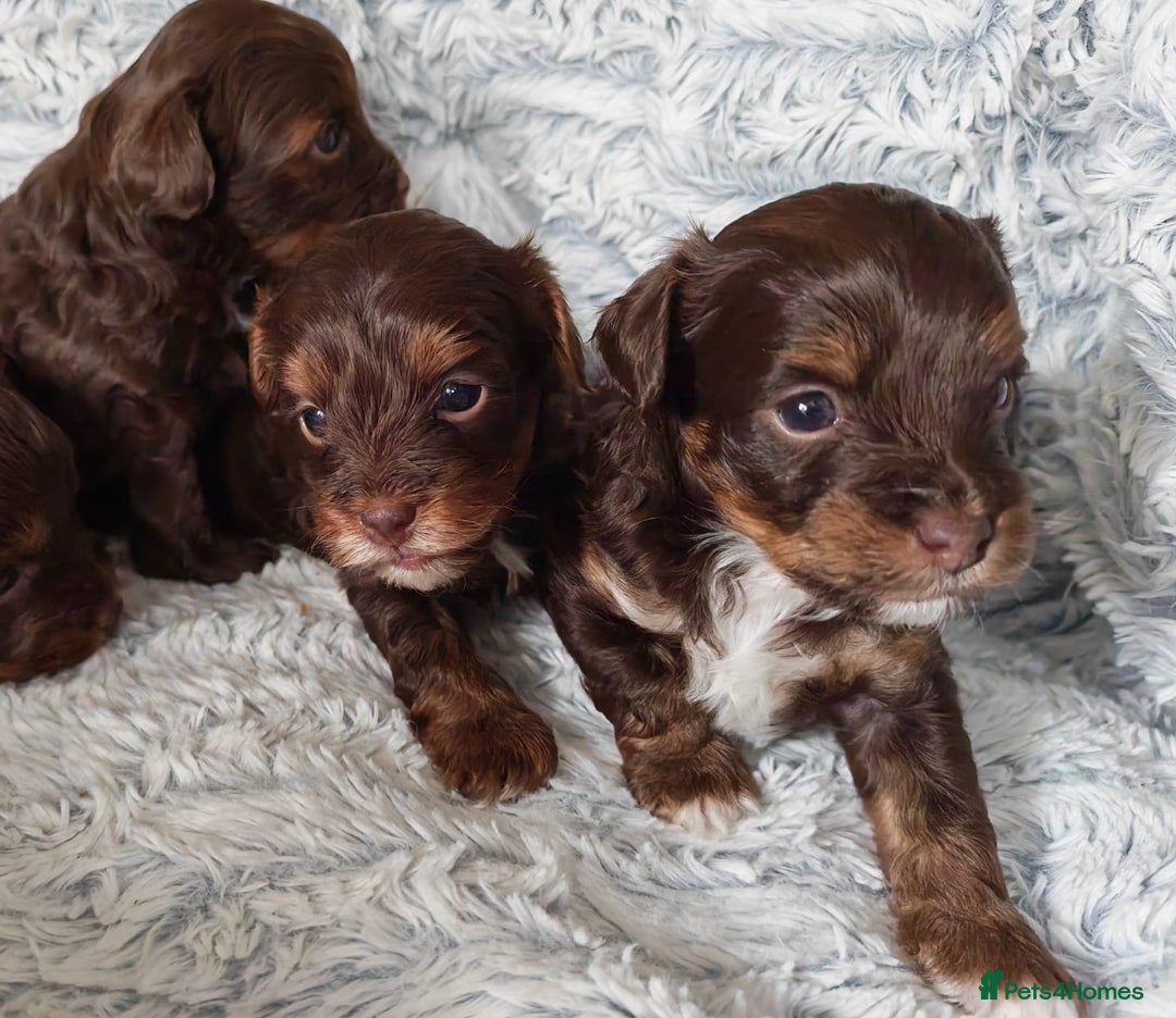 Yorkshire Terrier dogs for sale: Biewer Terrier pups - Image 3