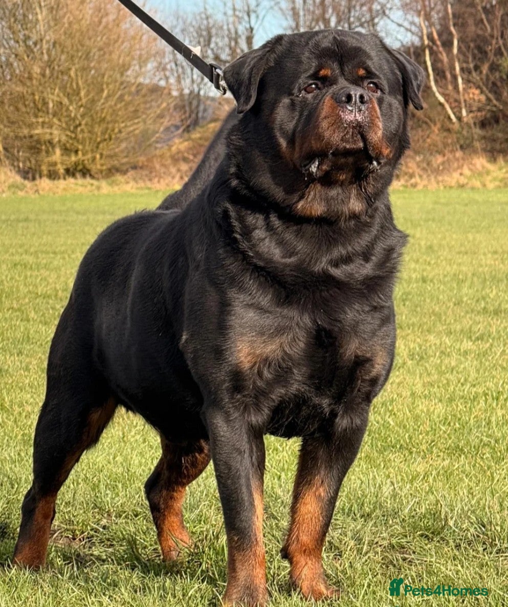 Rottweiler dogs for sale: Female Rottweiler pup for sale  - Advert 10