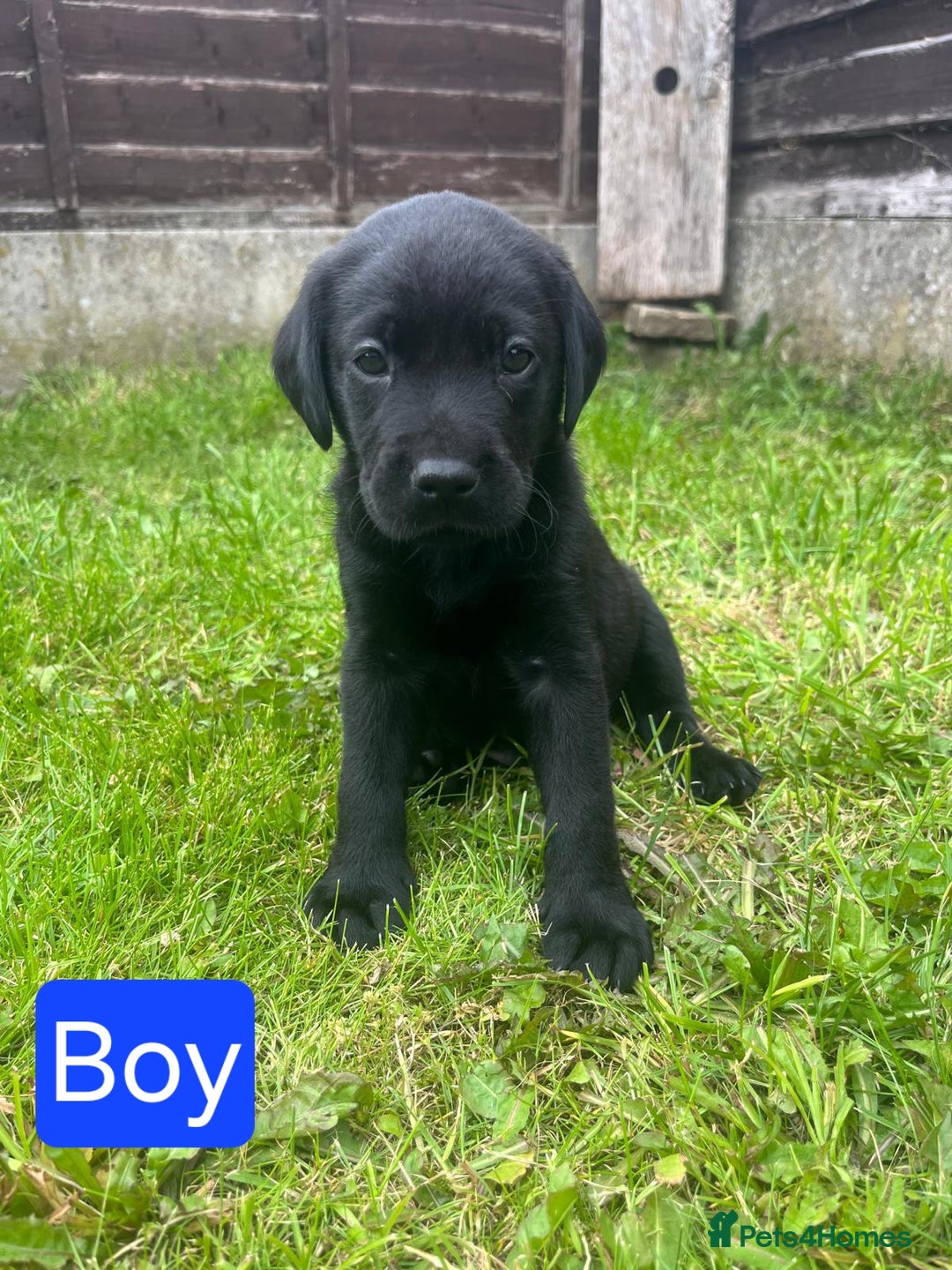 Labrador Retriever dogs for sale: Labrador puppies for sale -open to sensible offers - Image 3
