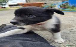 Border Collie dogs for sale:  Any farmers looking for working dogs? - Image 17