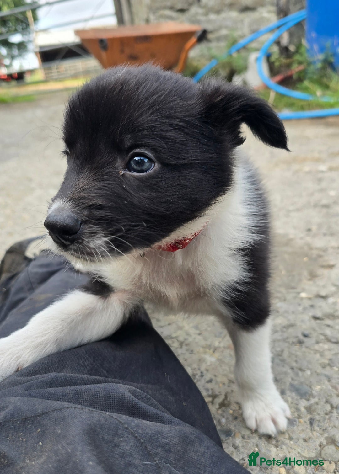 Border Collie dogs for sale:  Any farmers looking for working dogs? - Image 17