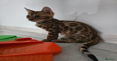 Bengal cats - Advert 1